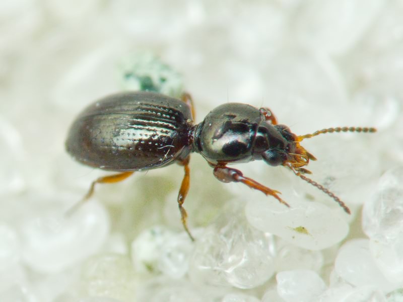 Dyschirius Bonelli, 1810